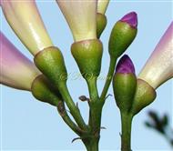 Calyx